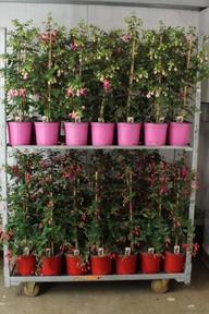 Fuchsia stromek
