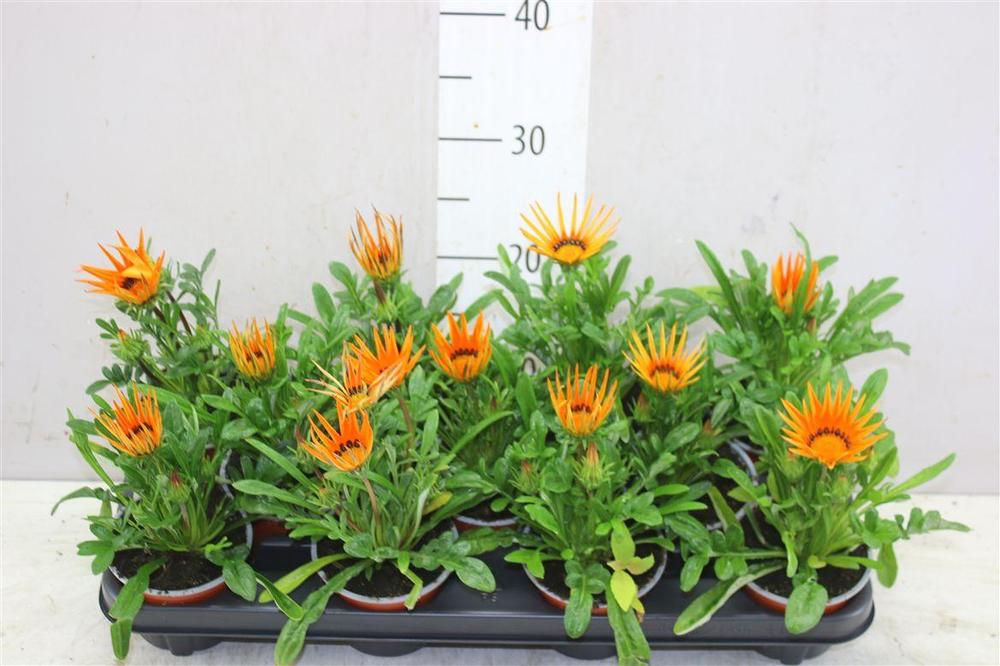 Gazania