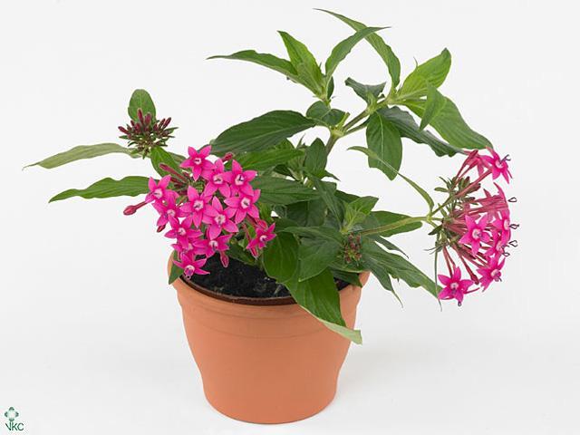 Pentas mix