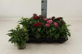 Pentas mix