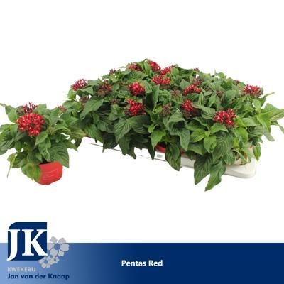 Pentas mix