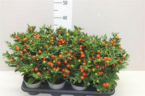 Solanum pseudocapsicum Megaball