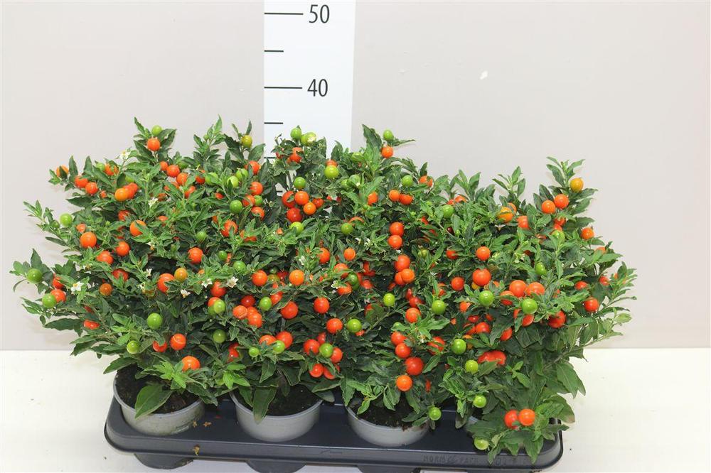 Solanum pseudocapsicum Megaball