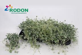 Dichondra