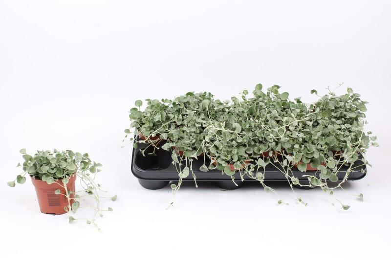 Dichondra
