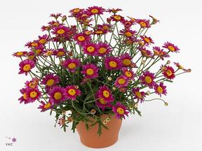 Chrysanthemum frutescens color