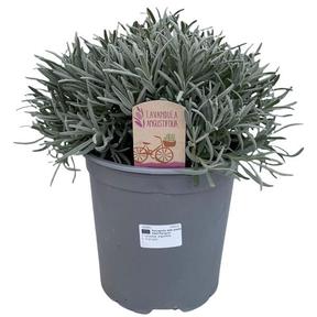 Lavandula angustifolia