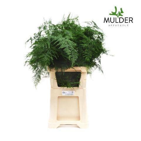 Zeleň - asparagus setaceus