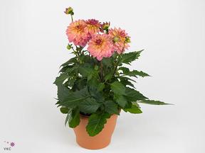 Dahlia mix CZ