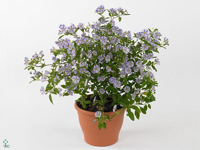 Solanum rantonnetii blue stromek