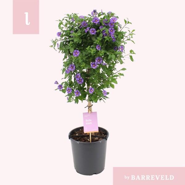 Solanum rantonnetii blue stromek