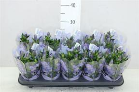 Gentiana scabra