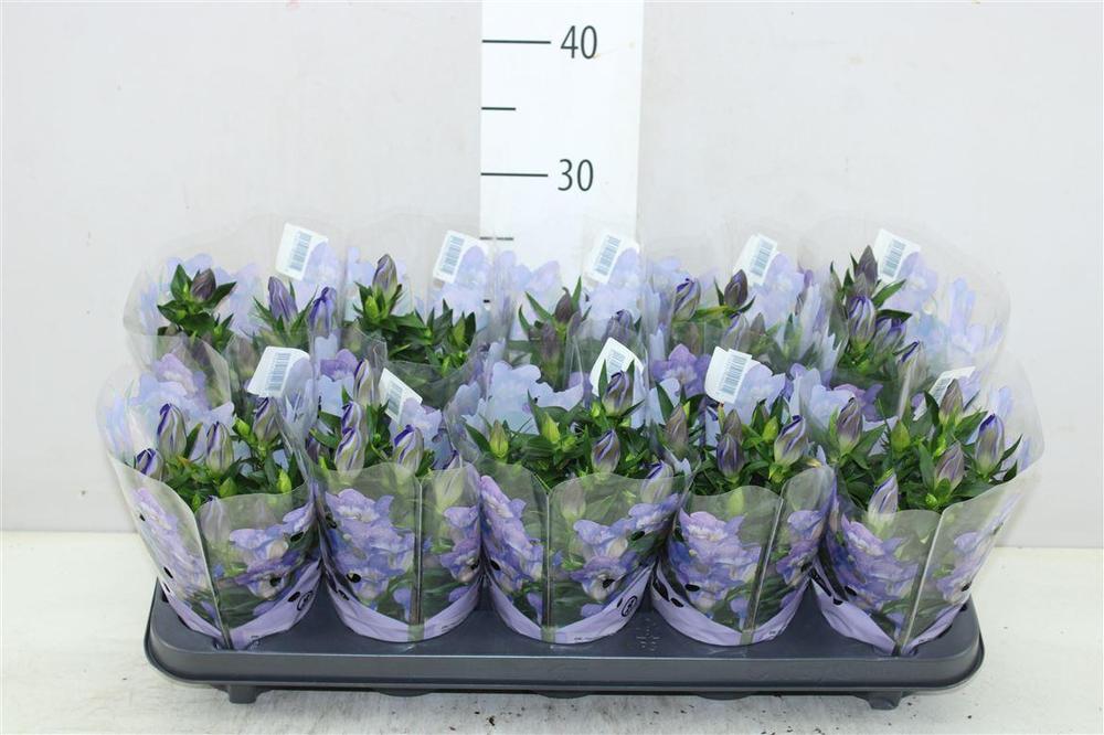 Gentiana scabra