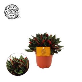 Peperomia Rosso