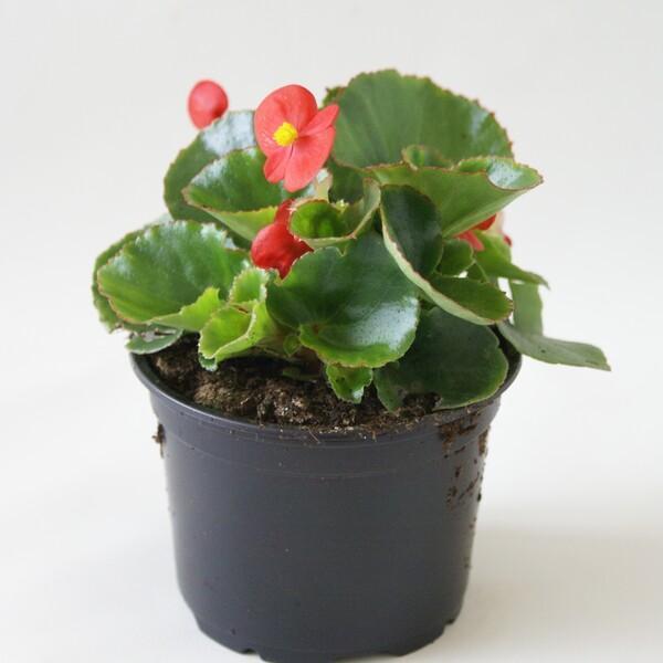 Begonia semperflorens NL