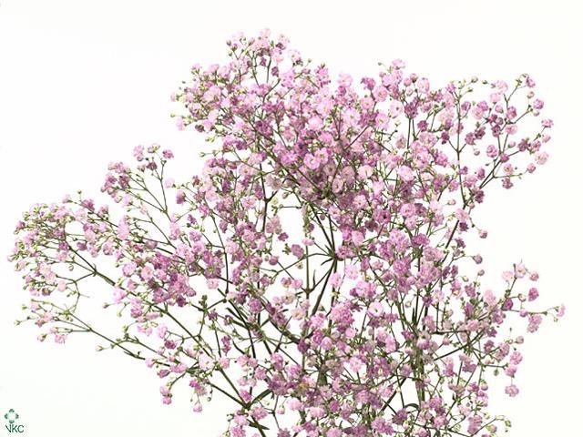 Gypsophila my pink
