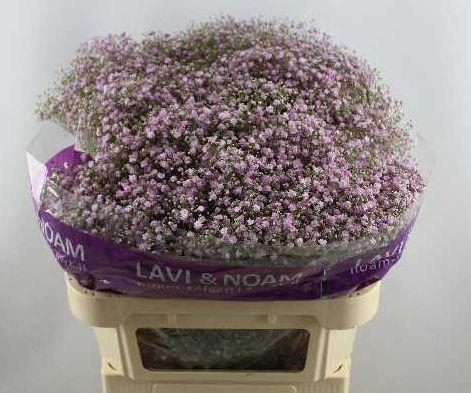 Gypsophila my pink