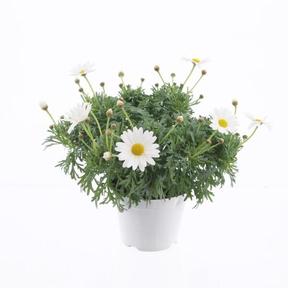 Chrysanthemum frutescens