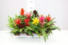 Bromelia mix