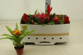 Bromelia mix