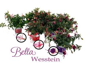 Fuchsia mix