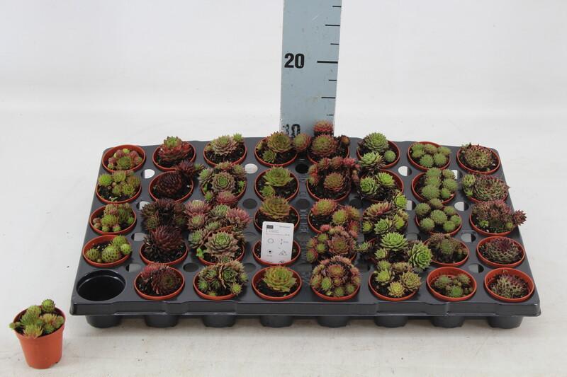 Sempervivum mix