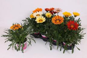 Gazania EXX