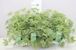 Pelargonium zonale NL