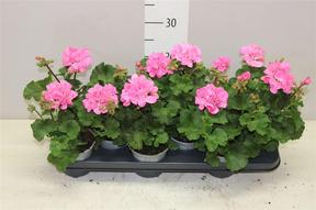 Pelargonium zonale Special