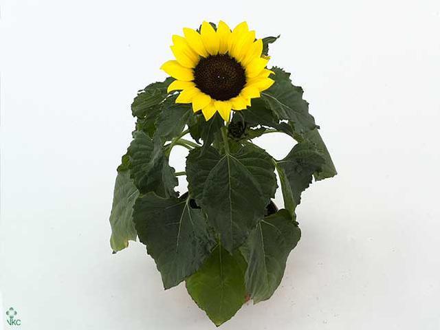 Helianthus