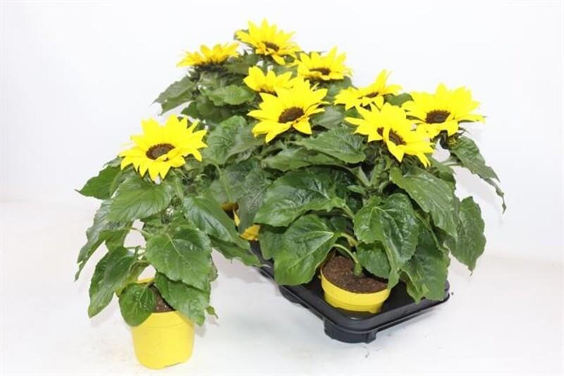Helianthus