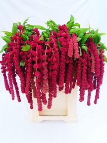 Amaranthus caudatus rosary