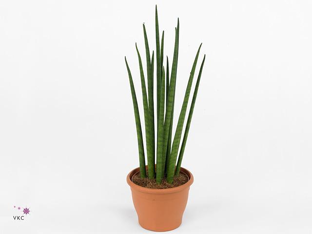 Sansevieria cylindrica Straight