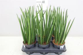 Sansevieria cylindrica Straight