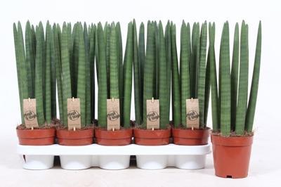 Sansevieria cylindrica Straight