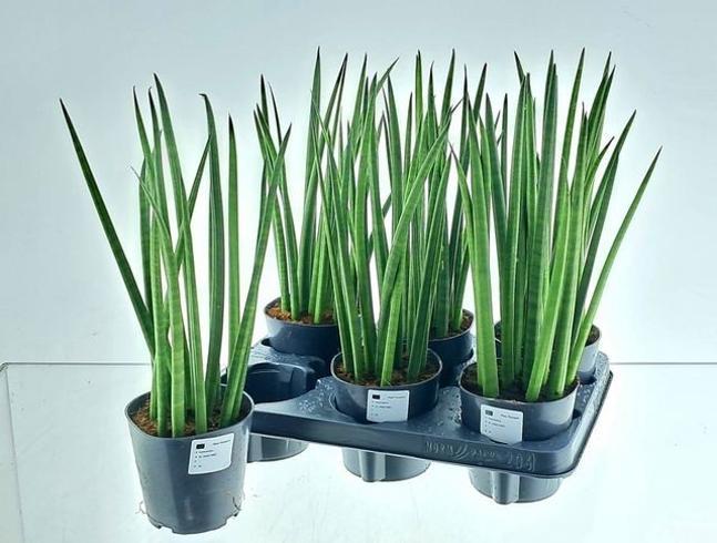 Sansevieria cylindrica Straight