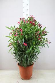 Nerium oleander