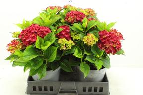 Hydrangea macr. mix