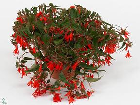 Begonia boliviensis CZ
