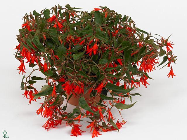 Begonia boliviensis CZ