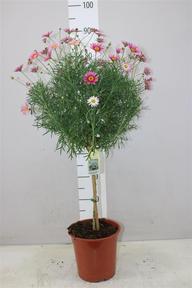 Chrysanthemum frut. stromek
