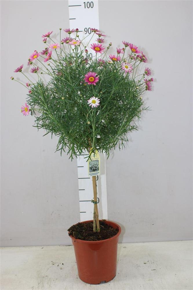 Chrysanthemum frut. stromek