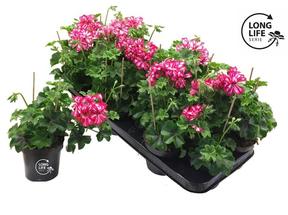 Pelargonium peltatum plnokvěté mix NL