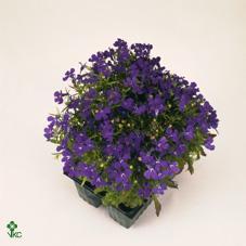 Lobelia compacta