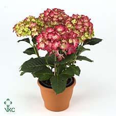 Hydrangea Dutch Lady Selma 5+