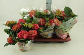 Hydrangea Dutch Lady Selma 5+