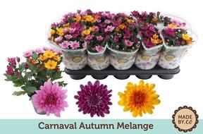 Chrysanthemum indicum Carnaval dark