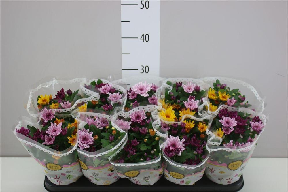 Chrysanthemum indicum Carnaval dark