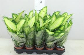 Dieffenbachia Camilla