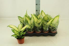 Dieffenbachia Camilla